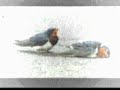 k?v?rc?k ali t�rk�lerde sen olunca