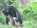 Chimps walking in sync Chimps walking in sync