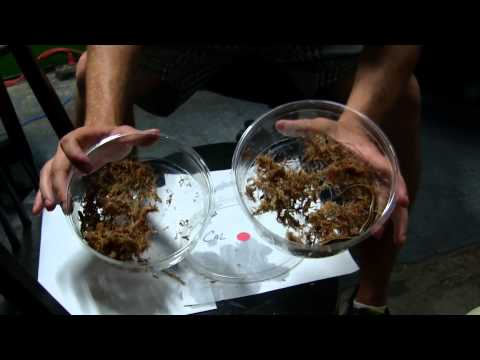 YouTube reptile video