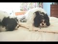 Sadie Grrrr.avi