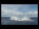 Tonga Breaching