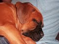 Lucy The boxer puppy 2 Months Old