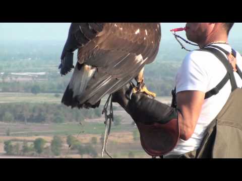 how to train eagle