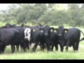 im moving to beeville,texas, a small town, this vlog is of my first trip there.dropped off things in storage, and awaiting a job transfer.found lots of nature and cotton and french cows.shake your bootay:]
