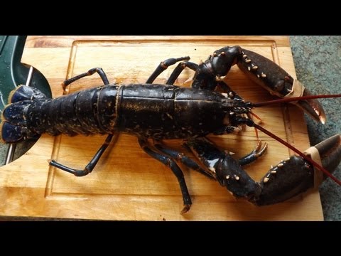 how to properly kill a lobster