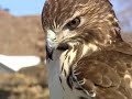 Falconry