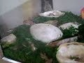 5-Lined Skink in my Terrarium