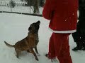 K9,police dog training!