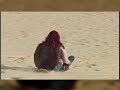 Clip Floripa Henrique