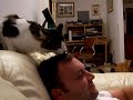 Cat grooms man