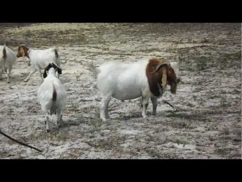 boergoat farming - HUGE ABGA BOER BUCK AND ABGA DOES.