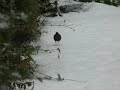 駆けるブラックバード