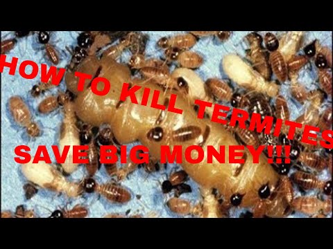 how to do termite control by yourself