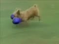 Extremely Funny Pets