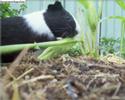 my guinea pig eating the corn