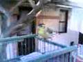 videos de MI LUGANO DOCIL