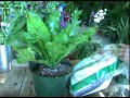 Plant Care Guide: Green Thumb Techniques : Tips for Repotting Plants Plant Care Guide: Green Thumb Techniques : Tips for Repotting Plants