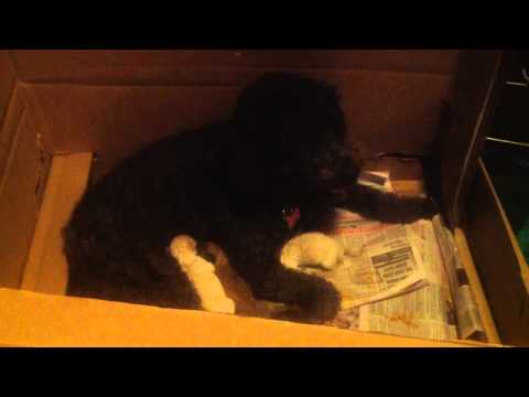 This is our new puppy Navarre