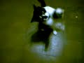 Mi gata Loka!!!