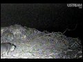 An Island Fox visits Two Harbors Eagles Nest!