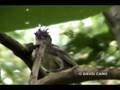 Yellow-bellied Elaenia, (Elaenia flavogaster)