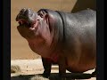 Wonderful World Of Animals!! Wonderful World Of Animals!!