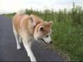 秋田犬アキちゃんの散歩