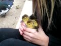 I can has ducks?