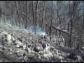 incendio Peschici incendio Peschici