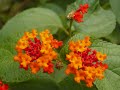 Flowers of St. Vincent and the Grenadines Flowers of St. Vincent and the Grenadines