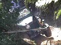 otra vez Fernando en el jeep de Erico tiene problemas.pero nada que un winch y soga no resuelvan.Por supuesto que el equipo de salvamento de pacon siempre estubo preparado para resolver cualquier dificultad. Felicitaciones Pacon su winche es un exito.