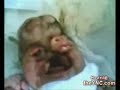 Bayi Bermata Satu Bermulut Besar