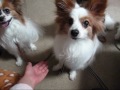 Click here to watch this video ○○ちゃーん！はーい！