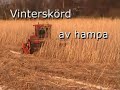 Vinterskörd av hampa