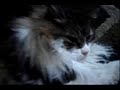 Sex Kitten