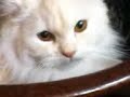 katze sucht ball und versteckt sich