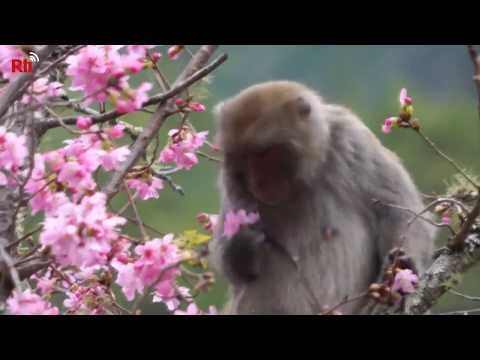 Affen auf Nahrungssuche: Kirschblüten auf dem Wuling- ...