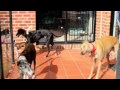 greyhound rescue