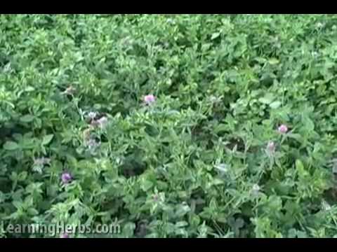how to harvest clover