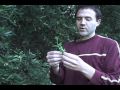 foraging for cleavers, (beadstraw, Galium): wild edible weed