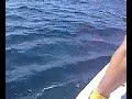 Billfish Grand Slam Billfish Grand Slam