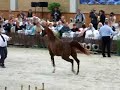 Kwestura,Jan�w Podlaski 2008,Aukcja Pride of Poland