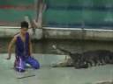 Killer crocodile