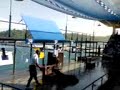 sea lion