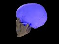 SKull Demonstration.mp4