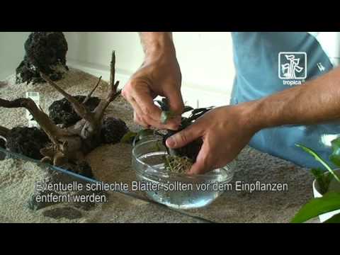 Tips und Tricks zur Handhabung der Pflanzen im Aquarium