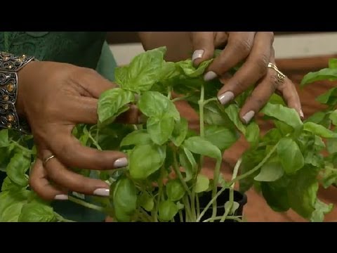 how to replant basil