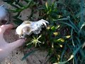 Cat skulls?