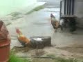 Ayam.3GP