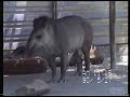 YouTubeサムネイル[hQD3668g-Jw] - 1枚目